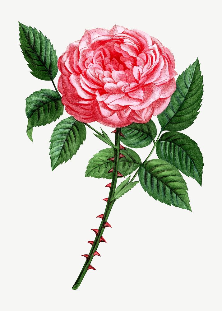 Pink rose, French flower vintage collage element psd  by François-Frédéric Grobon. Remixed by rawpixel.