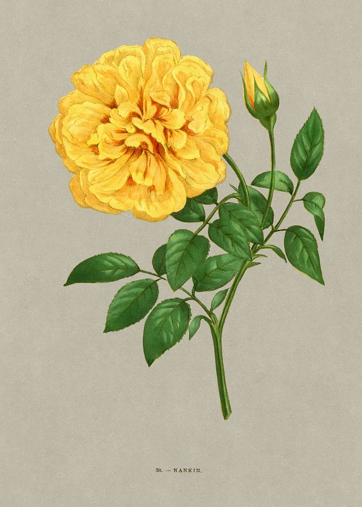 Nankin rose, vintage flower illustration by Fran&ccedil;ois-Fr&eacute;d&eacute;ric Grobon. Public domain image from our own…