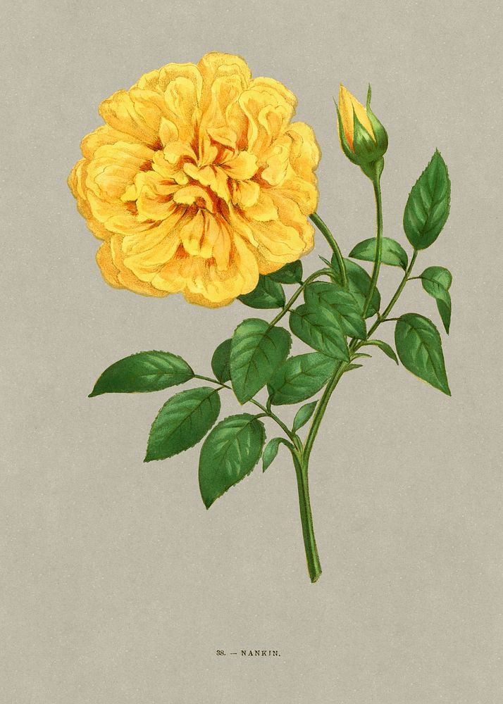 Nankin rose, vintage flower illustration by François-Frédéric Grobon. Public domain image from our own 1873 edition original…