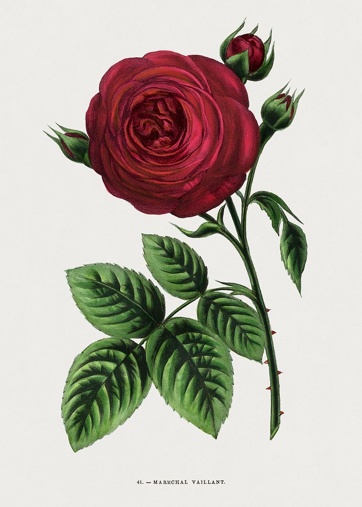 Marechal Vaillant rose, vintage flower illustration by Fran&ccedil;ois-Fr&eacute;d&eacute;ric Grobon. Public domain image…