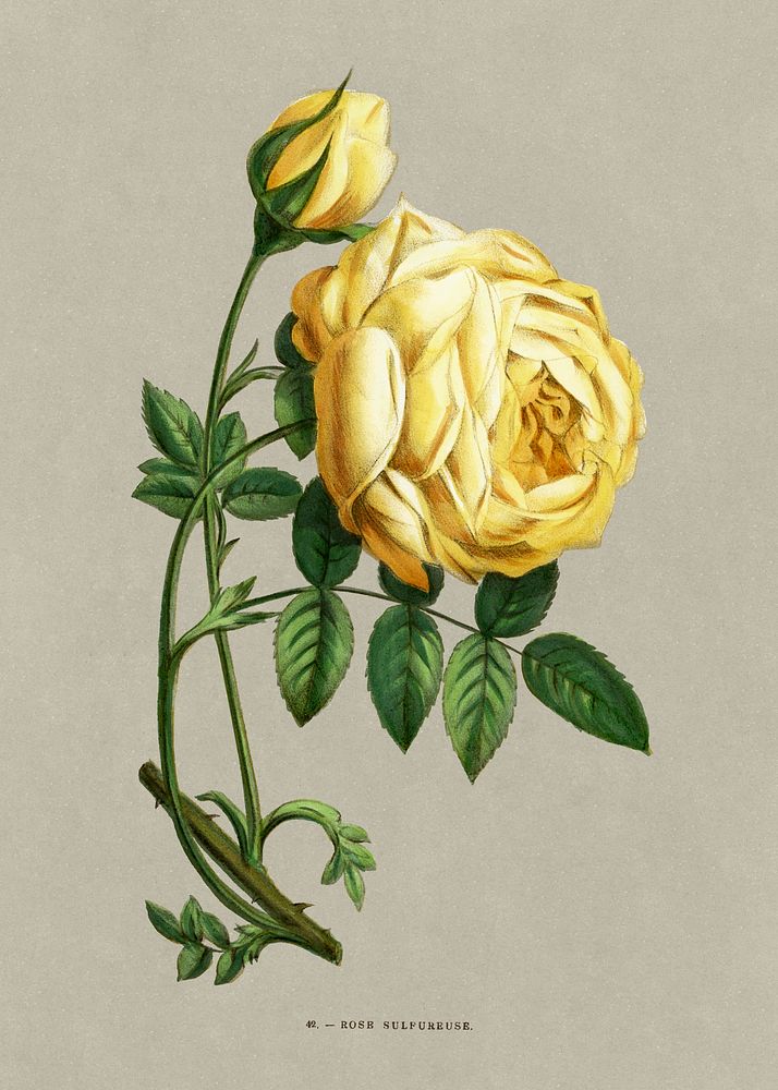 Sulphurous rose, vintage flower illustration by Fran&ccedil;ois-Fr&eacute;d&eacute;ric Grobon. Public domain image from our…