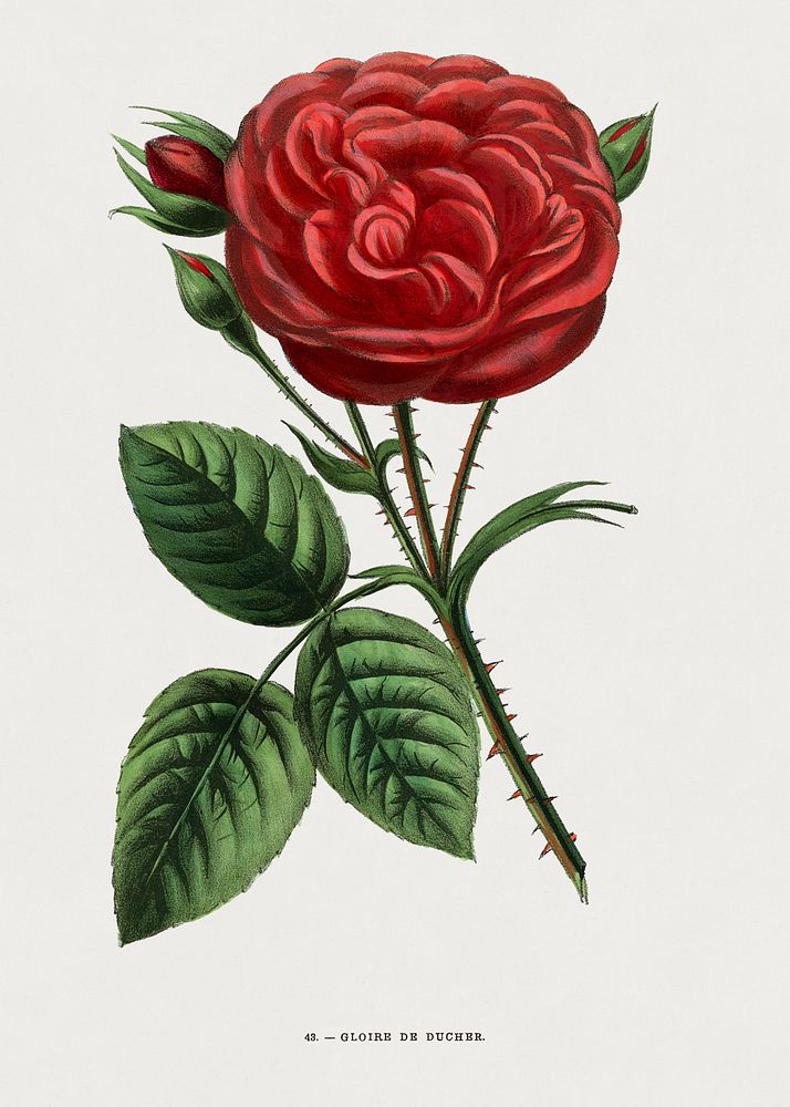 Ducher's Glory Rose, vintage flower illustration by Fran&ccedil;ois-Fr&eacute;d&eacute;ric Grobon. Public domain image from…