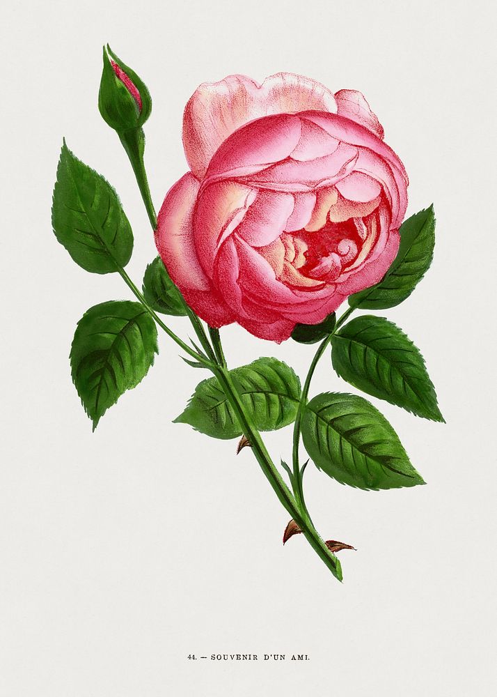 Remembrance of a Rose Friend, vintage flower illustration by Fran&ccedil;ois-Fr&eacute;d&eacute;ric Grobon. Public domain…
