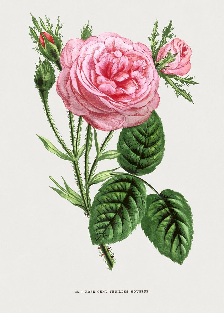 Mossy Hundred Leaf Rose, vintage flower illustration by Fran&ccedil;ois-Fr&eacute;d&eacute;ric Grobon. Public domain image…