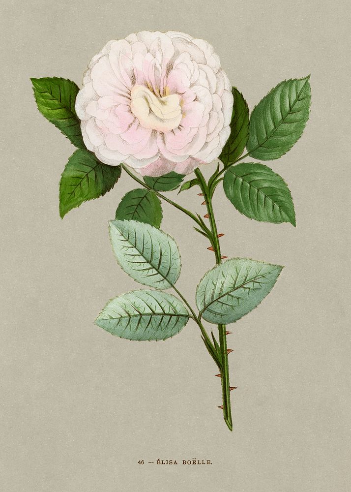 Elsa Boelle (Rosa Elisa Boelle) rose, vintage flower illustration by Fran&ccedil;ois-Fr&eacute;d&eacute;ric Grobon. Public…