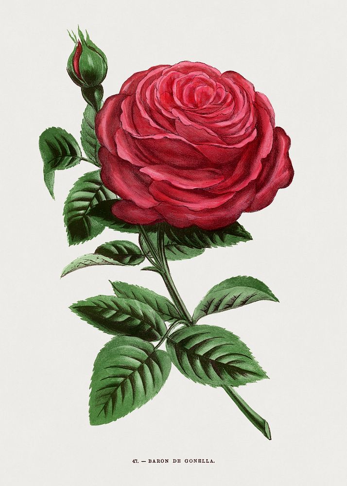 Baron of Gonella rose, vintage flower illustration by François-Frédéric Grobon. Public domain image from our own 1873…