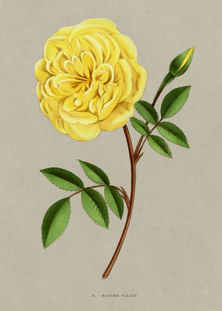 Madame Falcot rose, vintage flower illustration by Fran&ccedil;ois-Fr&eacute;d&eacute;ric Grobon. Public domain image from…