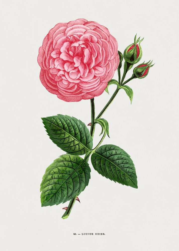 Louise Odier rose, vintage flower illustration by François-Frédéric Grobon. Public domain image from our own 1873 edition…