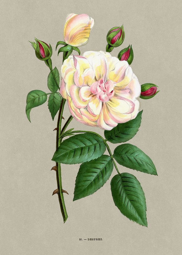 Desprez rose, vintage flower illustration by Fran&ccedil;ois-Fr&eacute;d&eacute;ric Grobon. Public domain image from our own…