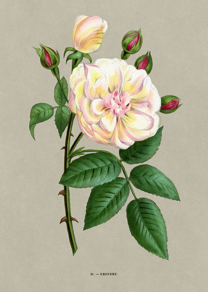 Desprez rose, vintage flower illustration by François-Frédéric Grobon. Public domain image from our own 1873 edition…