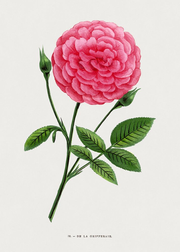 Rose From the Grifferaie, vintage flower illustration by Fran&ccedil;ois-Fr&eacute;d&eacute;ric Grobon. Public domain image…