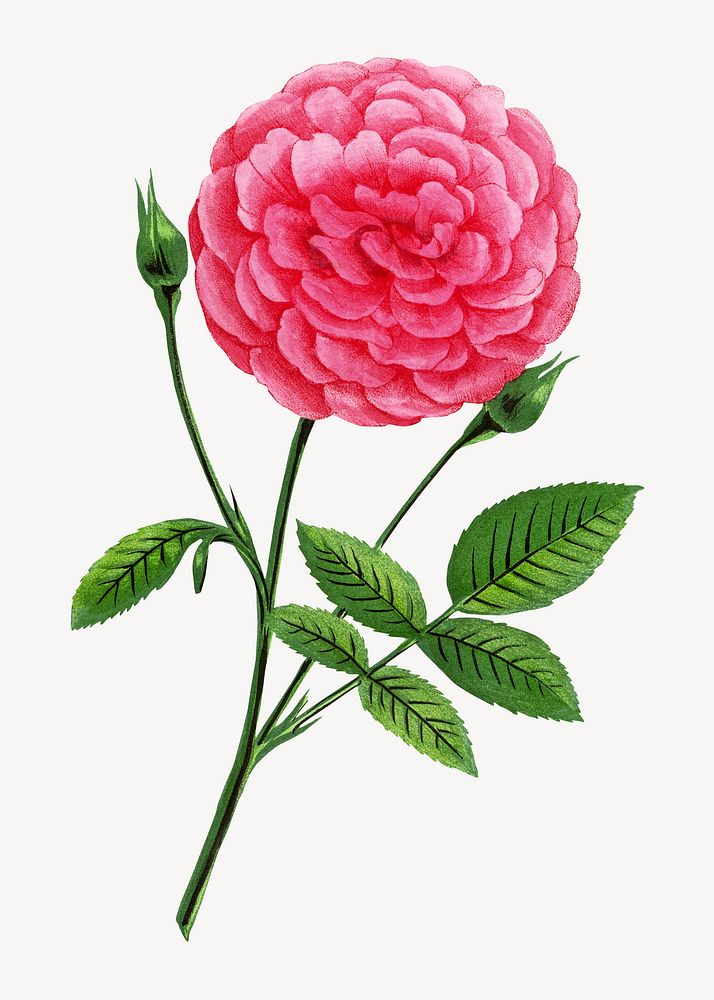 Pink rose, French flower vintage illustration by François-Frédéric Grobon. Remixed by rawpixel.