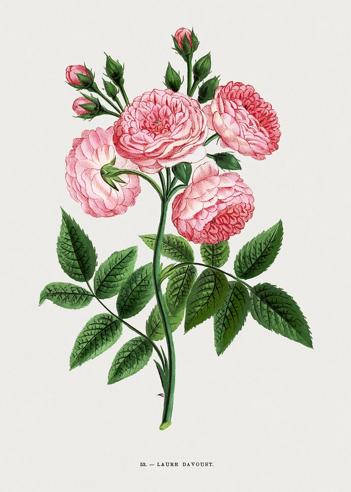 Laure Davoust rose, vintage flower illustration by Fran&ccedil;ois-Fr&eacute;d&eacute;ric Grobon. Public domain image from…