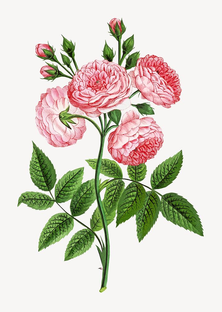 Pink roses, French flower vintage illustration by François-Frédéric Grobon. Remixed by rawpixel.