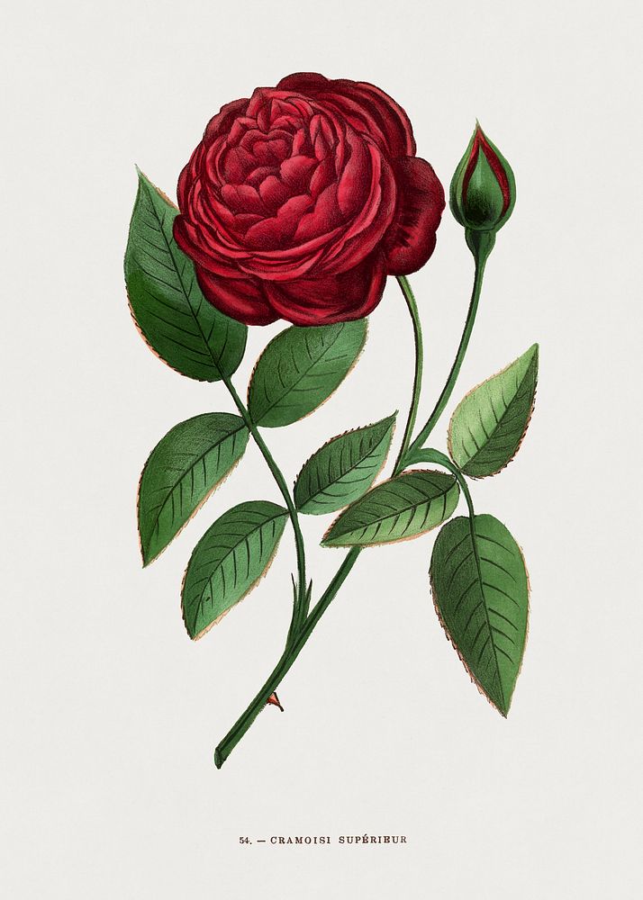 Superior Crimson Rose, vintage flower illustration by Fran&ccedil;ois-Fr&eacute;d&eacute;ric Grobon. Public domain image…