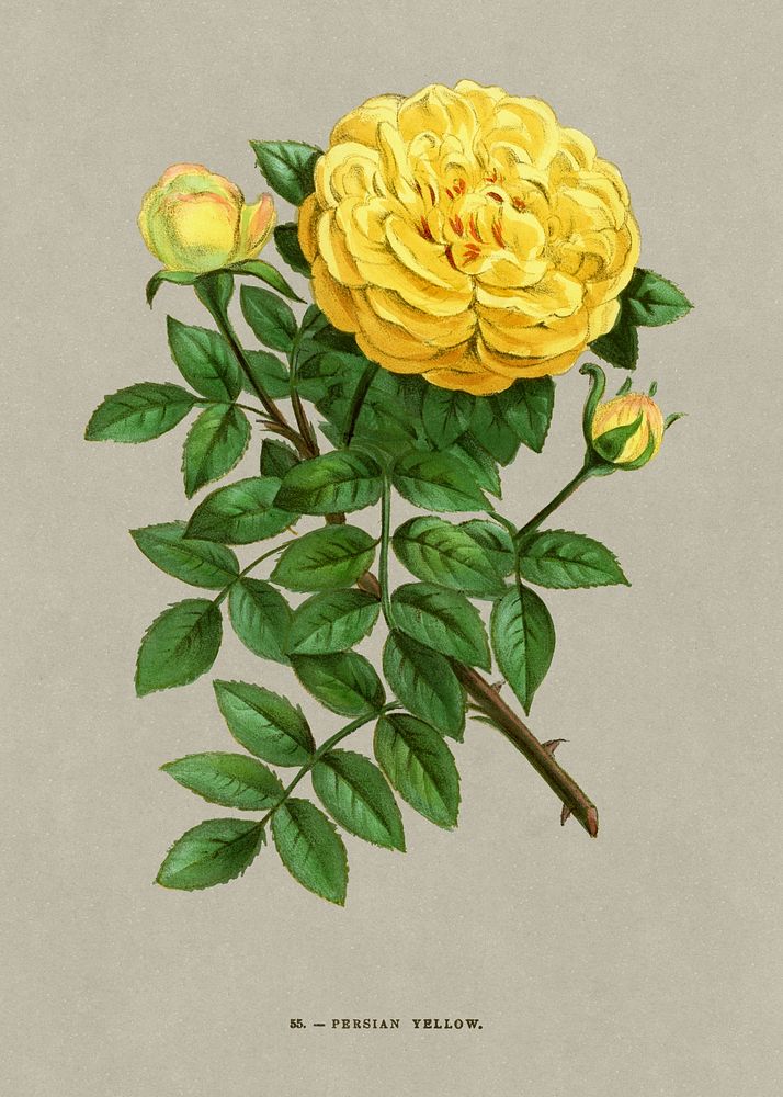 Persian Yellow rose, vintage flower illustration by Fran&ccedil;ois-Fr&eacute;d&eacute;ric Grobon. Public domain image from…