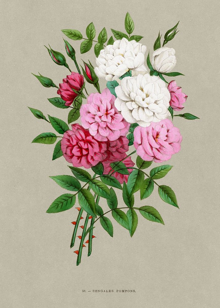 Pompom bengals rose, vintage flower illustration by Fran&ccedil;ois-Fr&eacute;d&eacute;ric Grobon. Public domain image from…