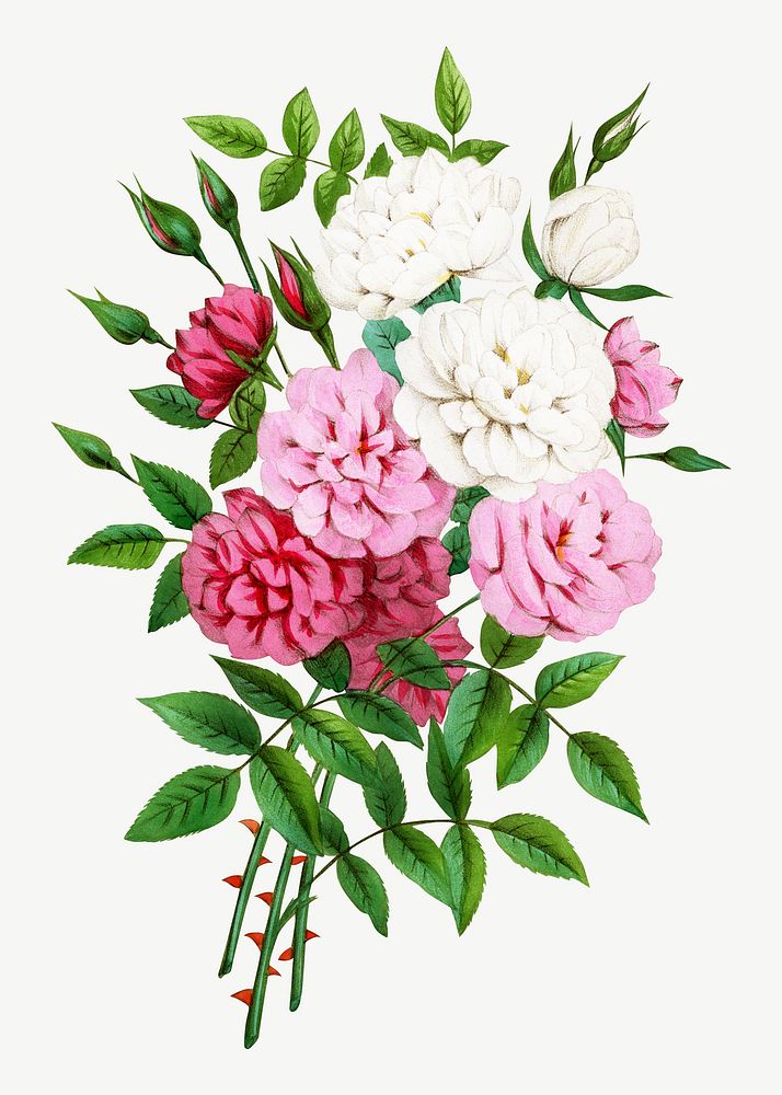 Pink rose bouquet, vintage flower collage element psd  by François-Frédéric Grobon. Remixed by rawpixel.
