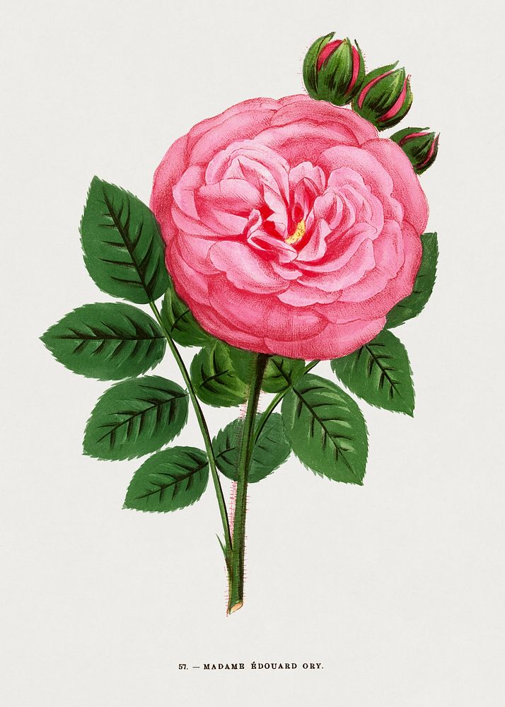 Madame Edouard Ory rose, vintage flower illustration by Fran&ccedil;ois-Fr&eacute;d&eacute;ric Grobon. Public domain image…