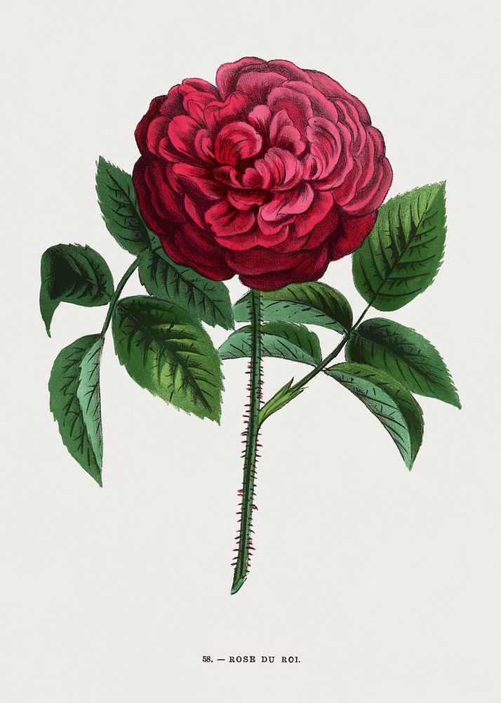 King's Rose, vintage flower illustration by François-Frédéric Grobon. Public domain image from our own 1873 edition original…