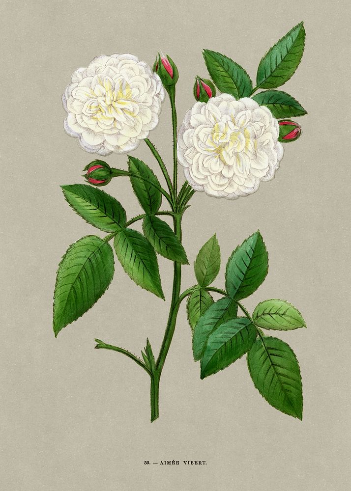 Aimee Vibert Rose, vintage flower illustration by Fran&ccedil;ois-Fr&eacute;d&eacute;ric Grobon. Public domain image from…