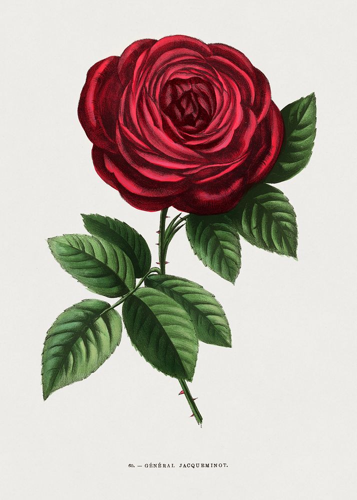General Jacqueminot rose, vintage flower illustration by Fran&ccedil;ois-Fr&eacute;d&eacute;ric Grobon. Public domain image…