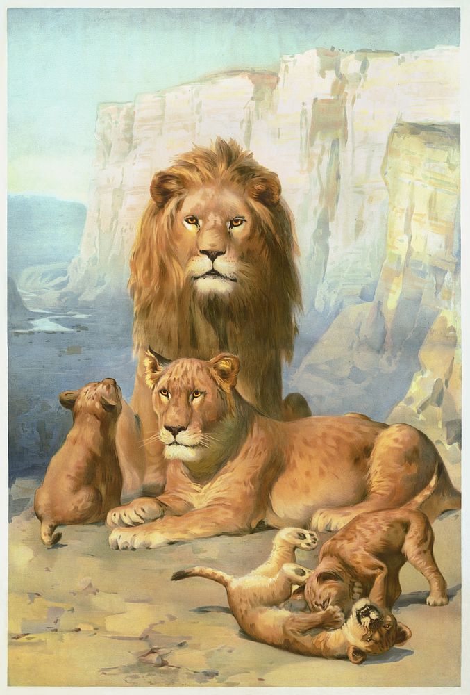Female and male lions with their cubs (1896) chromolithograph. Original public domain image from the Library of Congress.…