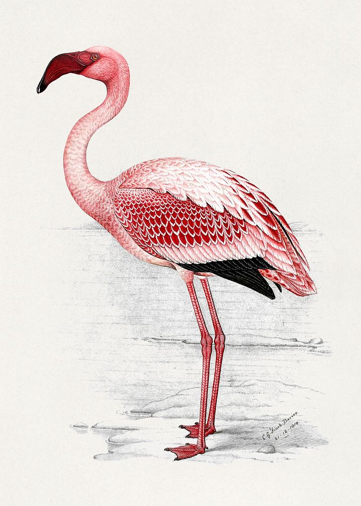 Painting of Lesser Flamingo (Phoenicopterus minor) (1919) animal art by C. G. Finch-Davies. Original public domain image…