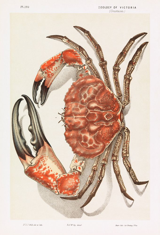 Tasmanian Giant Crab, Pseudocarcinus gigas (1889 - 1890) chromolithograph by John James Wild. Original public domain image…