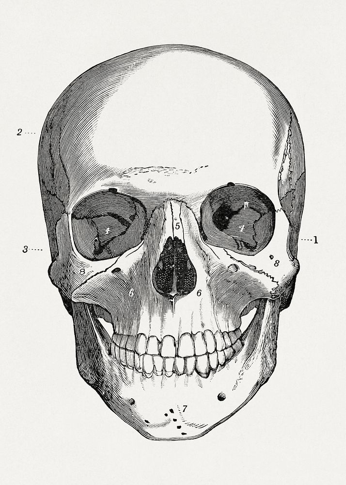 Skull (Front View) in An academic physiology and hygiene (1903) vintage icon by Orestes M. Brands. Original public domain…