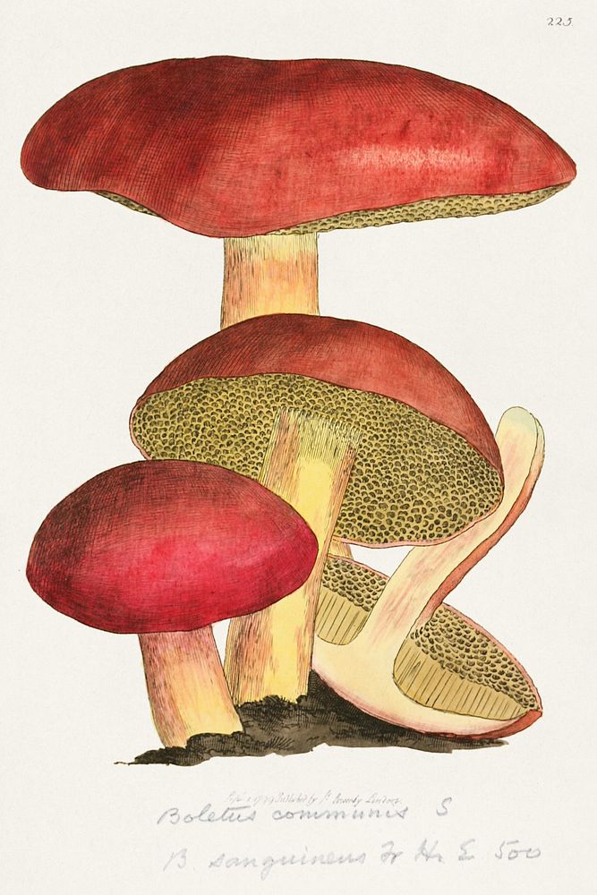This is a plate from James Sowerby's Coloured Figures of English Fungi or Mushrooms (2008), vintage botanical illustration…