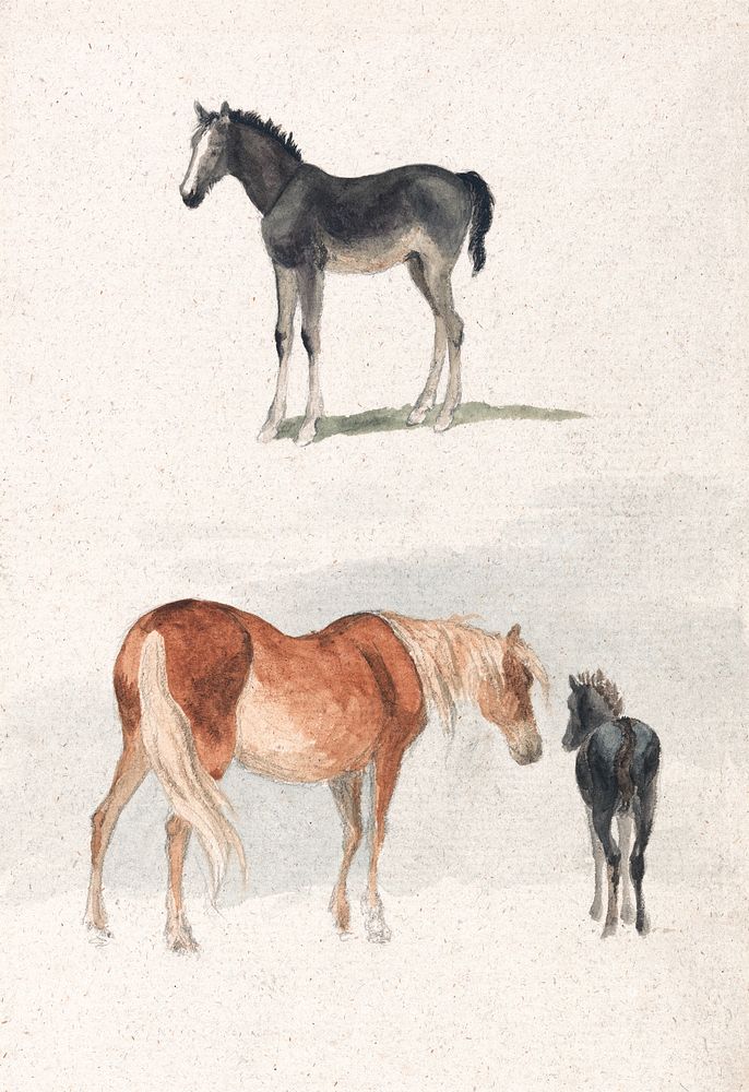 Two Studies: a Foal, and a Mare and Foal (1769&ndash;1844) by Robert Hills. Original public domain image from Yale Center…