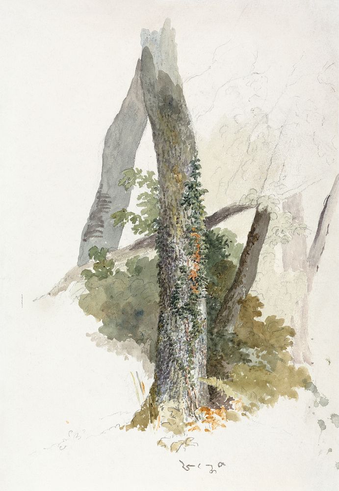 Tree Study with Ivy Clinging to Stump (1826) watercolor art by Robert Hills . Original public domain image from Yale Center…
