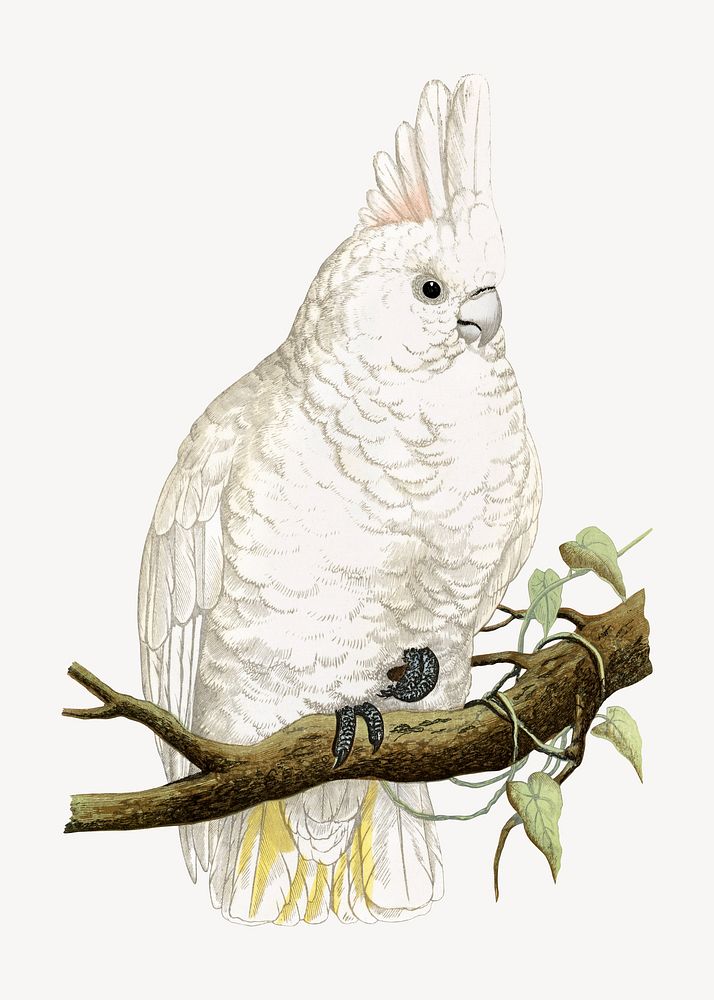 Goffin's cockatoo vintage bird illustration. Remixed by rawpixel.