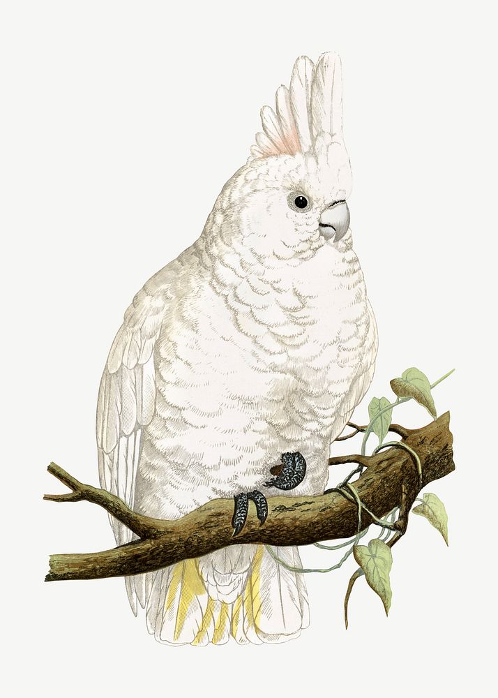 Goffin's cockatoo, vintage bird illustration psd. Remixed by rawpixel.