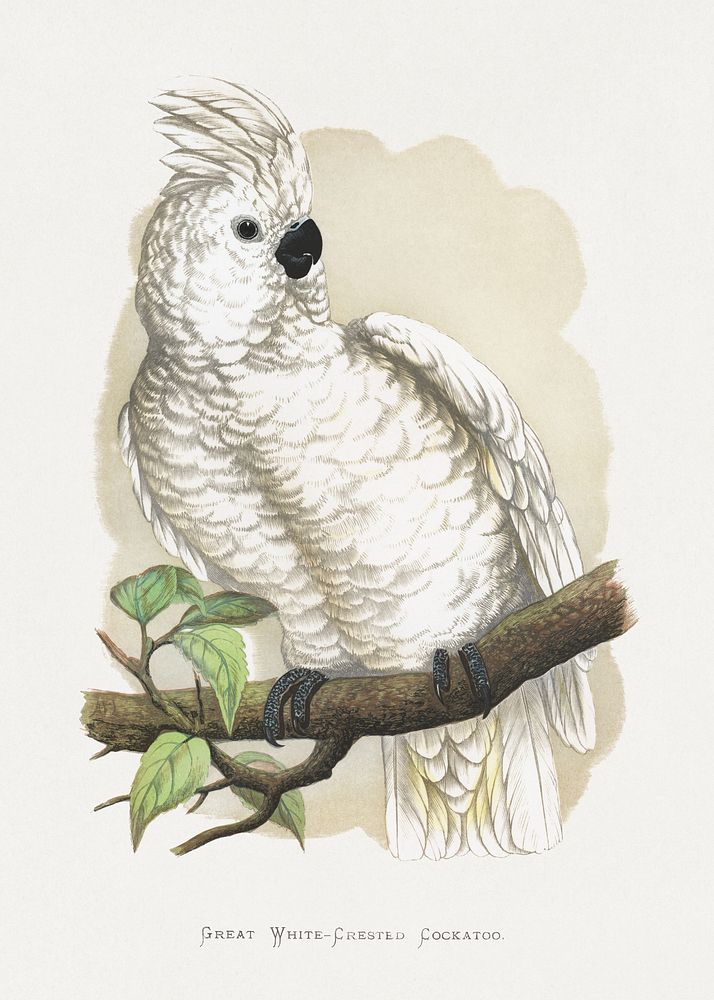 Great White-Crested Cockatoo (Cacatua alba) colored wood-engraved plate by Alexander Francis Lydon. Digitally enhanced from…
