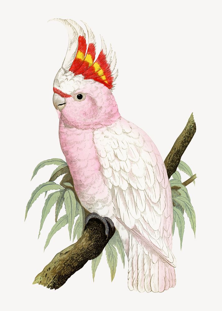 Leadbeater's cockatoo vintage bird illustration. Remixed by rawpixel.