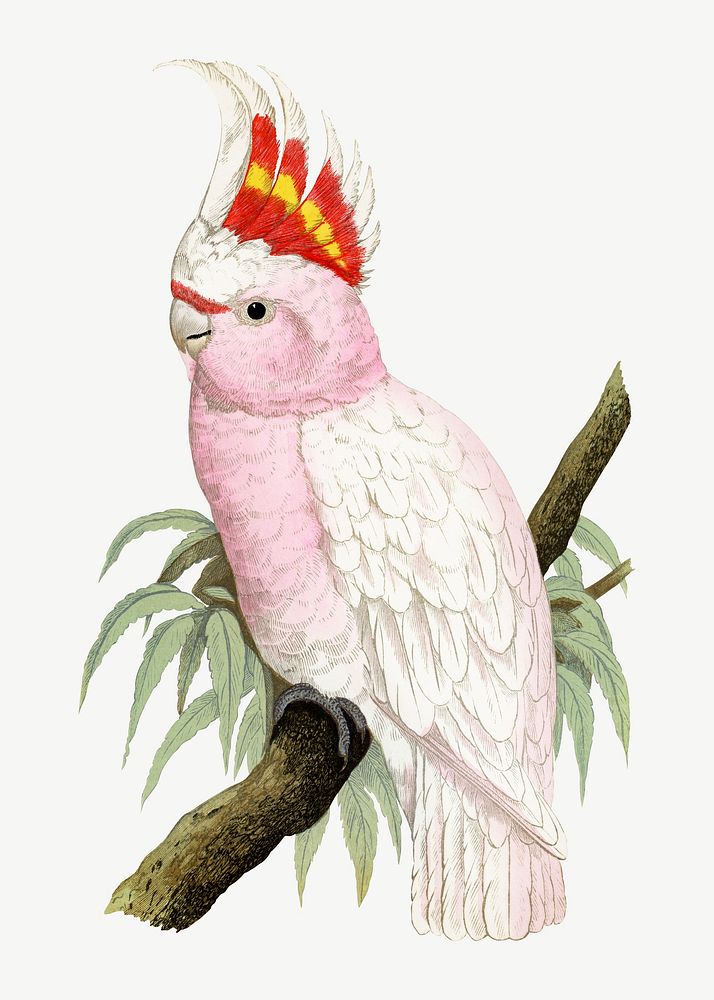 Leadbeater's cockatoo, vintage bird illustration psd. Remixed by rawpixel.