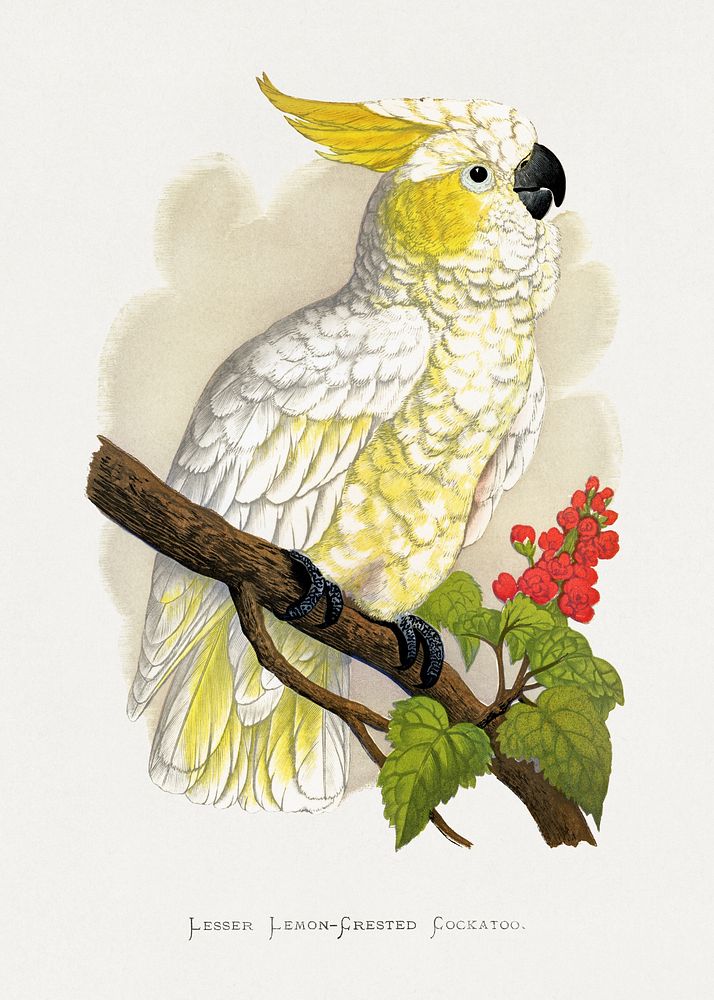 Lesser Lemon-Crested Cockatoo (Cacatua sulphurea) colored wood-engraved plate by Alexander Francis Lydon. Digitally enhanced…