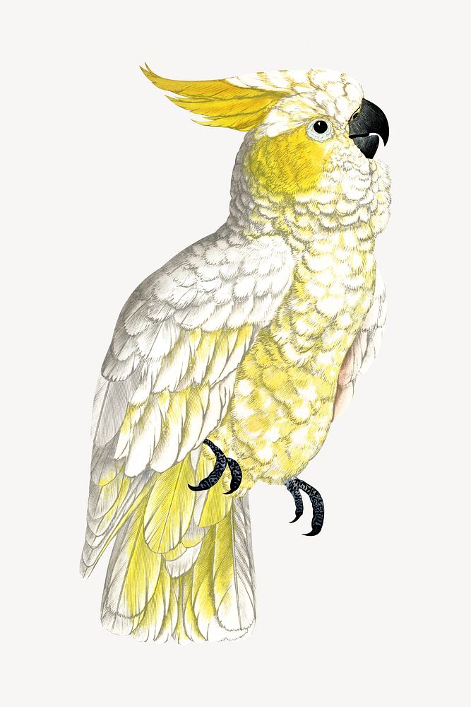 Lesser lemon-crested cockatoo vintage bird illustration. Remixed by rawpixel.