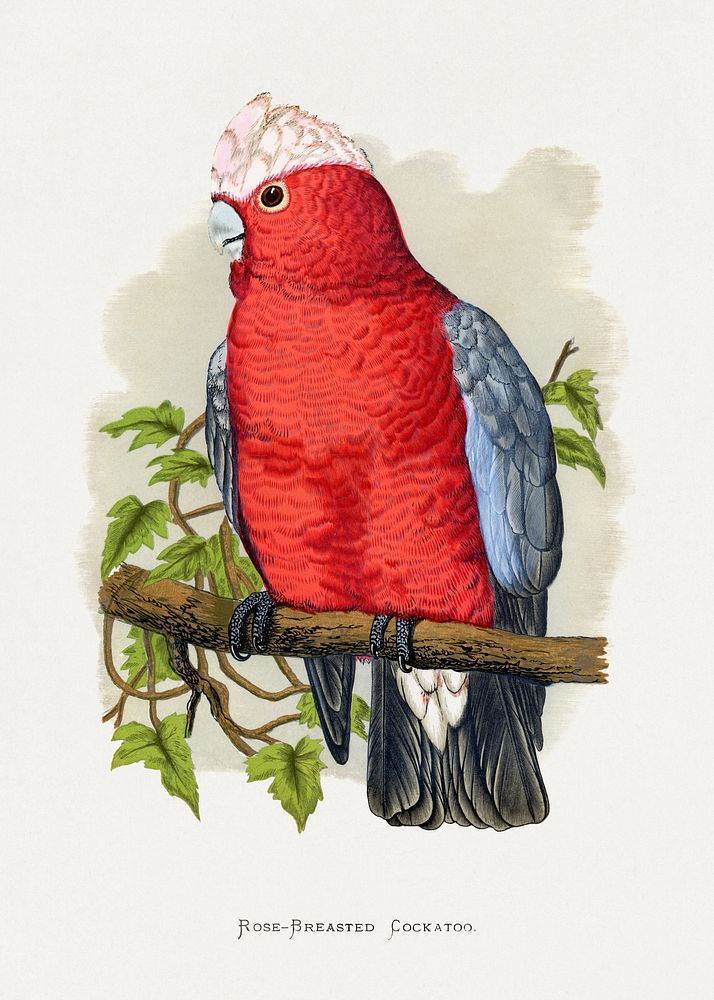Rose-Breasted Cockatoo (Eolophus roseicapillus) colored wood-engraved plate by Alexander Francis Lydon. Digitally enhanced…