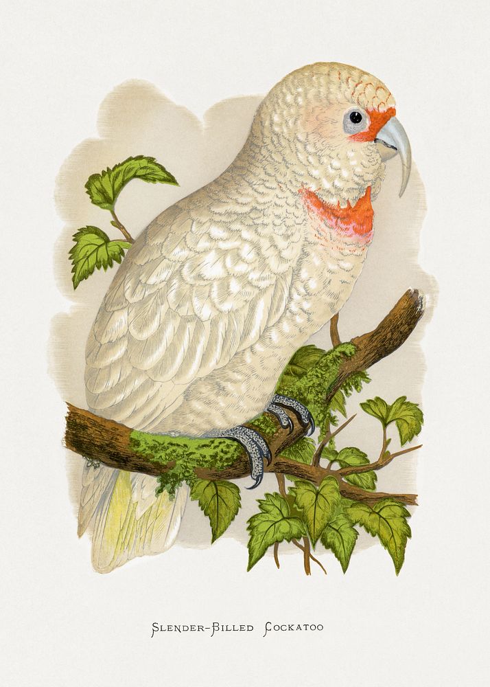 Slender-Billed Cockatoo (Cacatua tenuirostris) colored wood-engraved plate by Alexander Francis Lydon. Digitally enhanced…