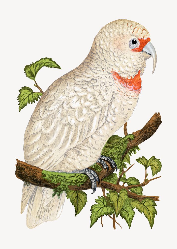 Slender-billed cockatoo vintage bird illustration. Remixed by rawpixel.
