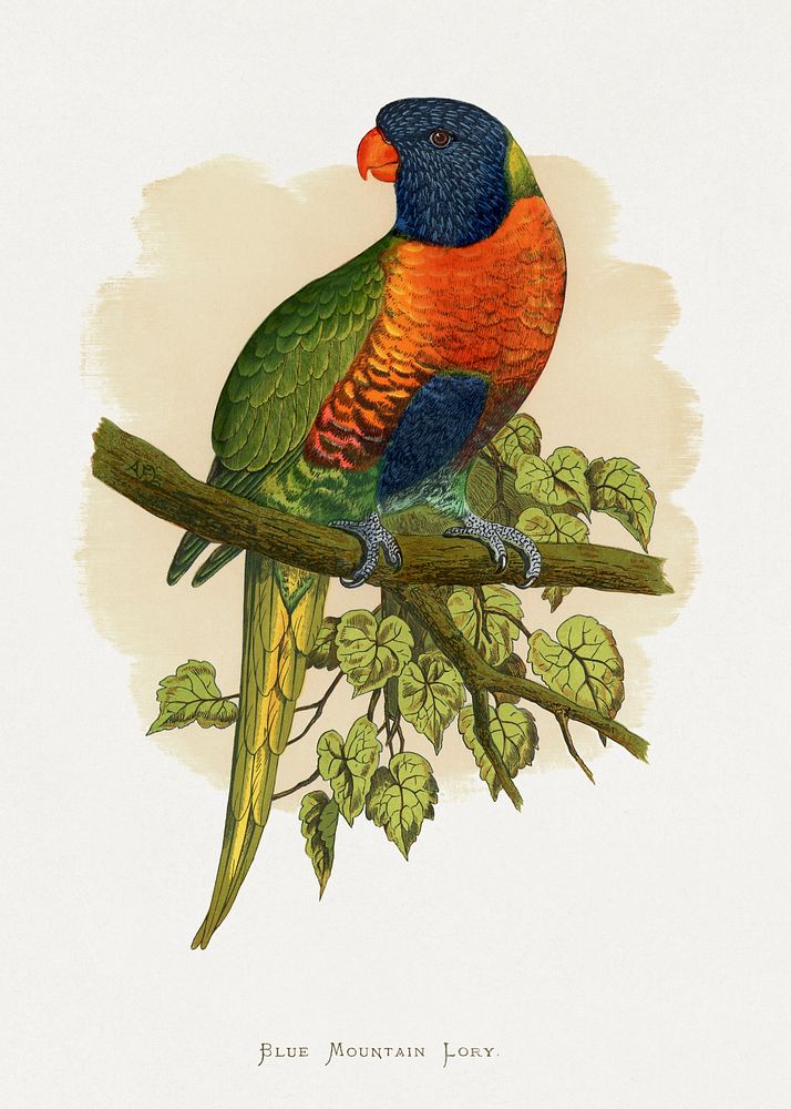 Blue Mountain Lory (Trichoglossus moluccanus) colored wood-engraved plate by Alexander Francis Lydon. Digitally enhanced…