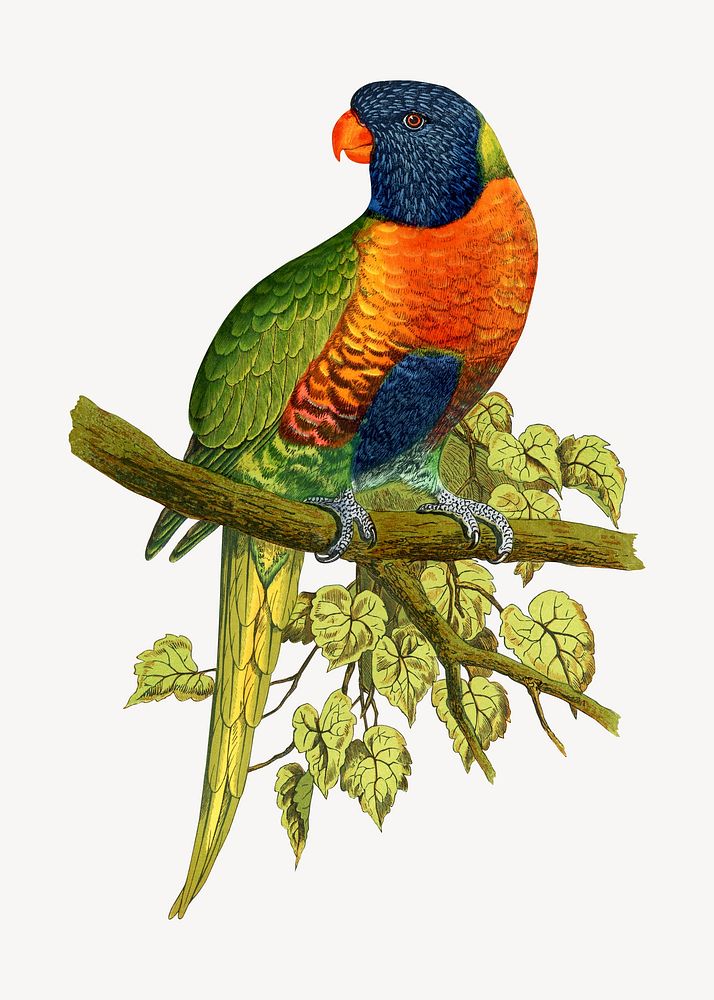 Blue Mountain lory vintage bird illustration. Remixed by rawpixel.