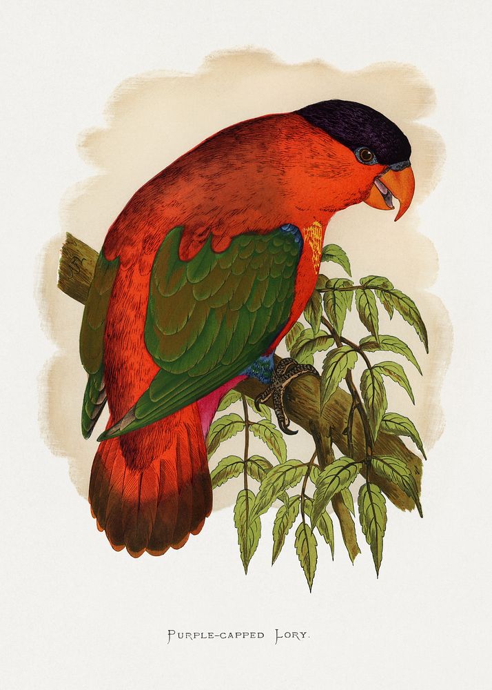 Purple-capped Lory (Lorius domicella) colored wood-engraved plate by Alexander Francis Lydon. Digitally enhanced from our…