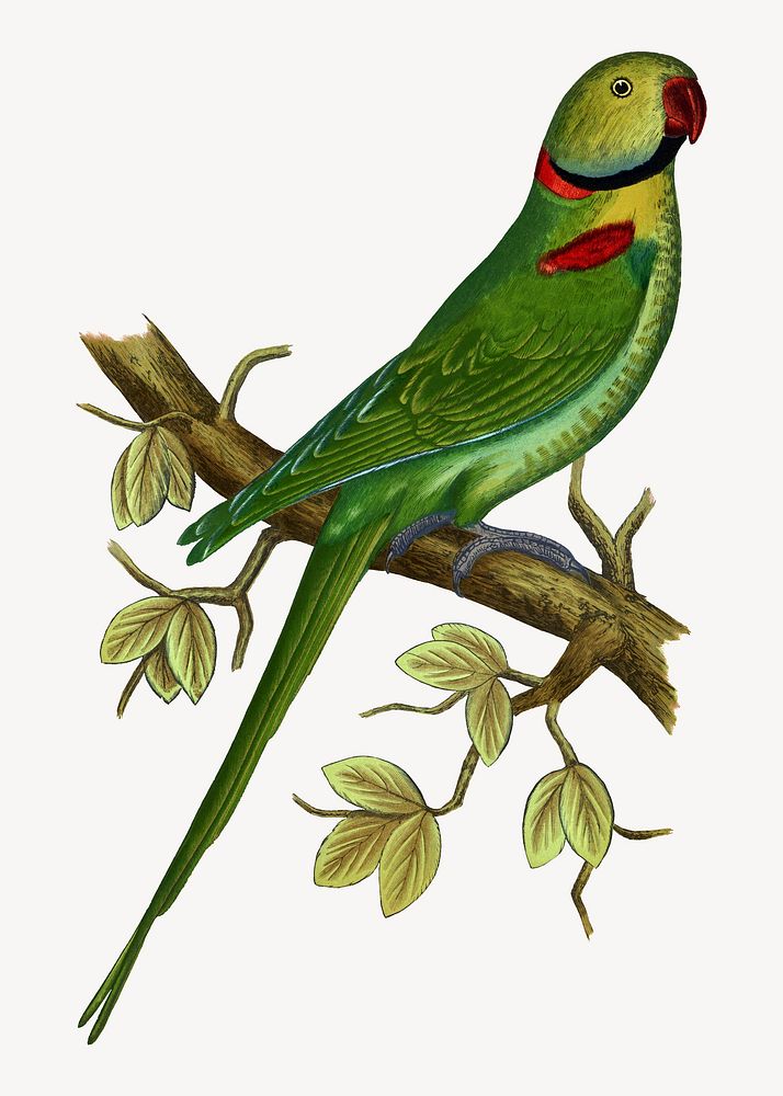 Alexandrine parakeet vintage bird illustration. Remixed by rawpixel.