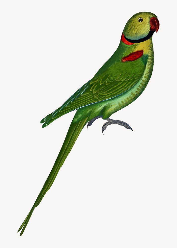 Alexandrine parakeet vintage bird illustration. Remixed by rawpixel.