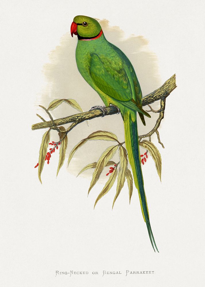 Ring-Necked or Bengal Parakeet (Psittacula columboides) colored wood-engraved plate by Alexander Francis Lydon. Digitally…