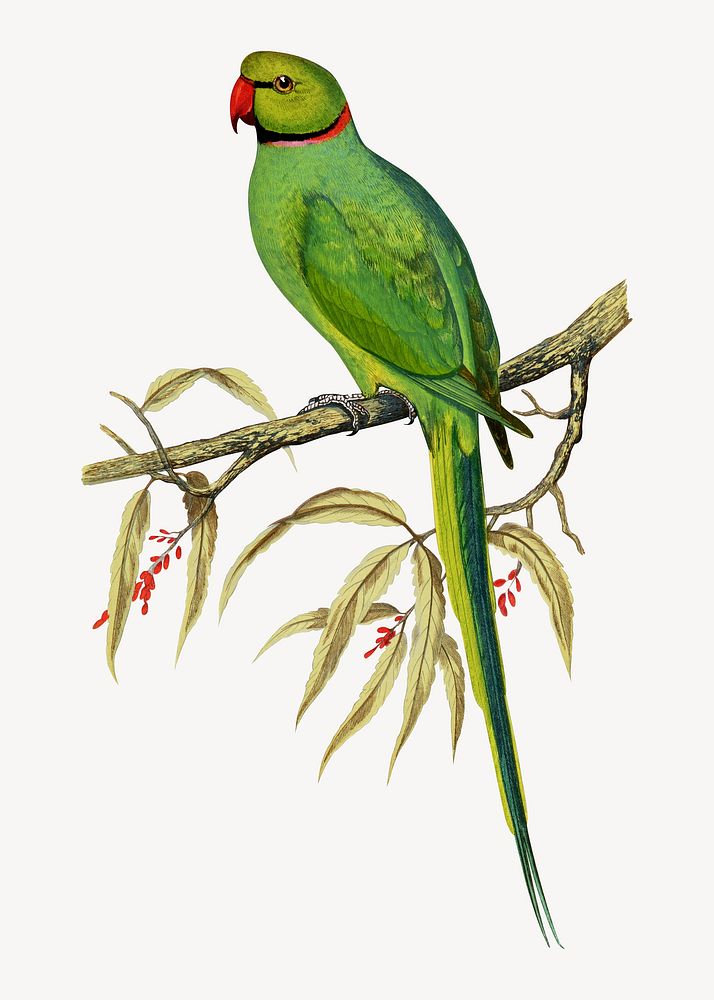 Bengal parakeet vintage bird illustration. Remixed by rawpixel.